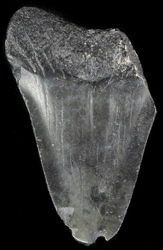 Partial, Megalodon Tooth - Georgia #48950
